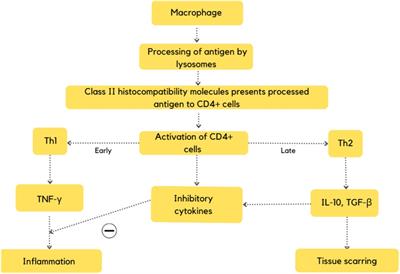 Cardiac sarcoidosis: a comprehensive review of risk factors, pathogenesis, diagnosis, clinical manifestations, and treatment strategies